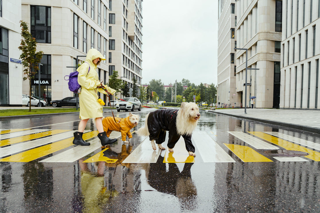 Why I Almost Gave Up on Dog Leashes