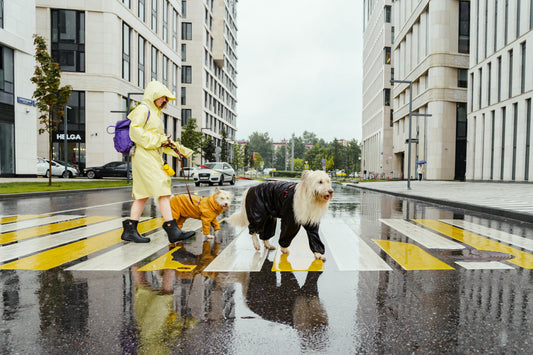 Why I Almost Gave Up on Dog Leashes