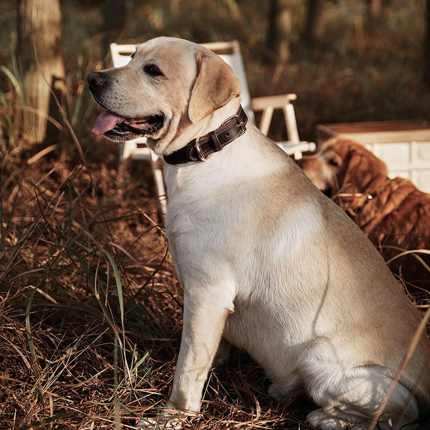 Leather Dog Collar, Genuine Heavy Duty Wide Dog Collar for Small,Medium,Large.