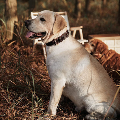 Leather Dog Collar, Genuine Heavy Duty Wide Dog Collar for Small,Medium,Large.