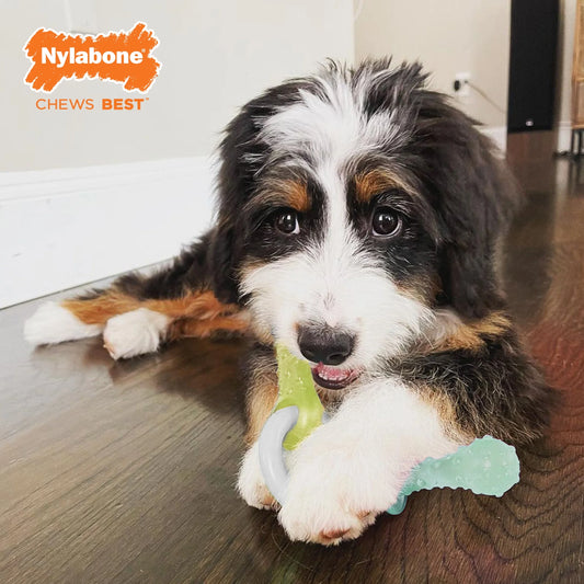 Puppy Chew Teething Pacifier Chew Toy Peanut Butter Small (1 Count)