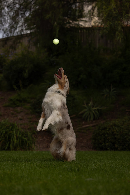 Max Glow in the Dark High Bounce Rubber Ball Fetch Dog Toys, Medium 2.5" for Dogs 20-60 Lb, Pack of 2, White
