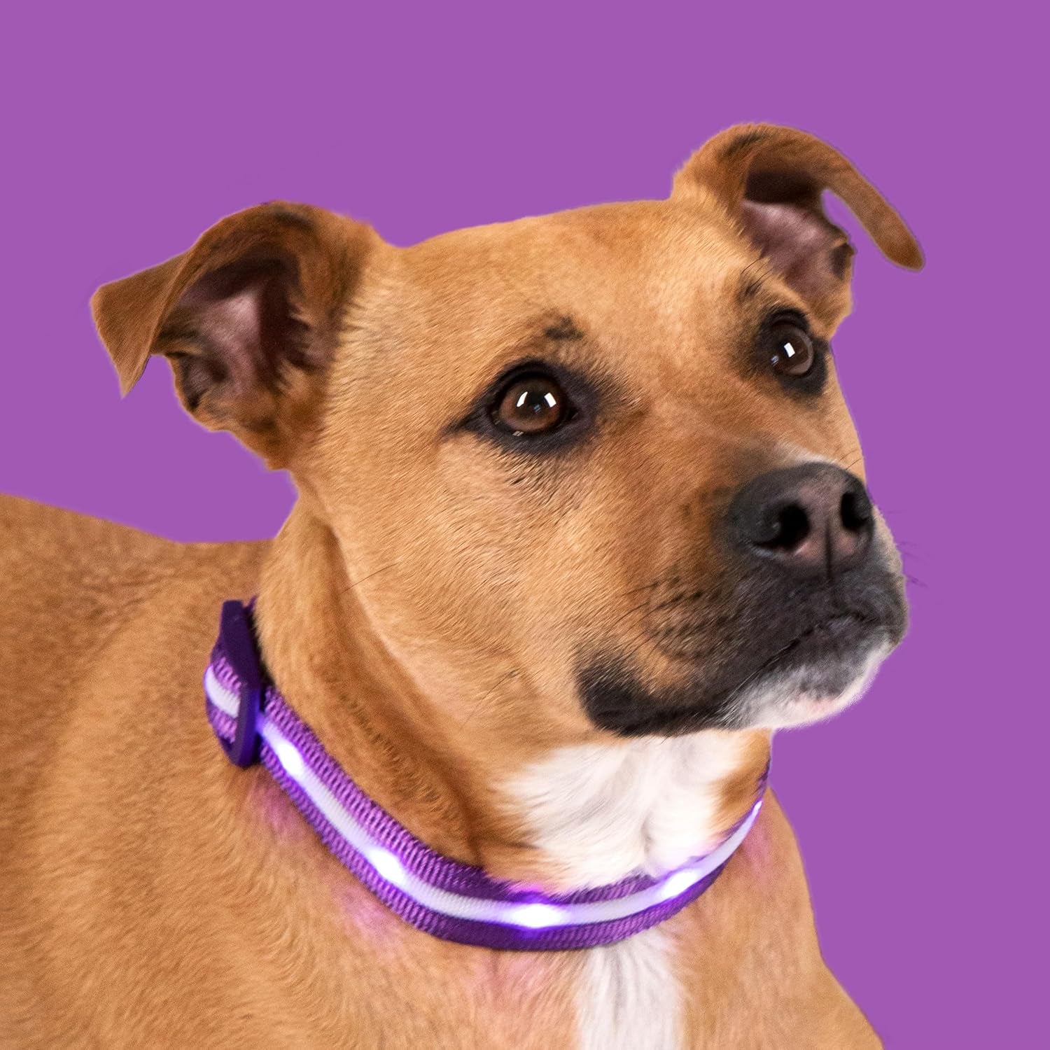 Light up Dog Collar - the Original LED Dog Collar - USB Rechargeable - Waterproof