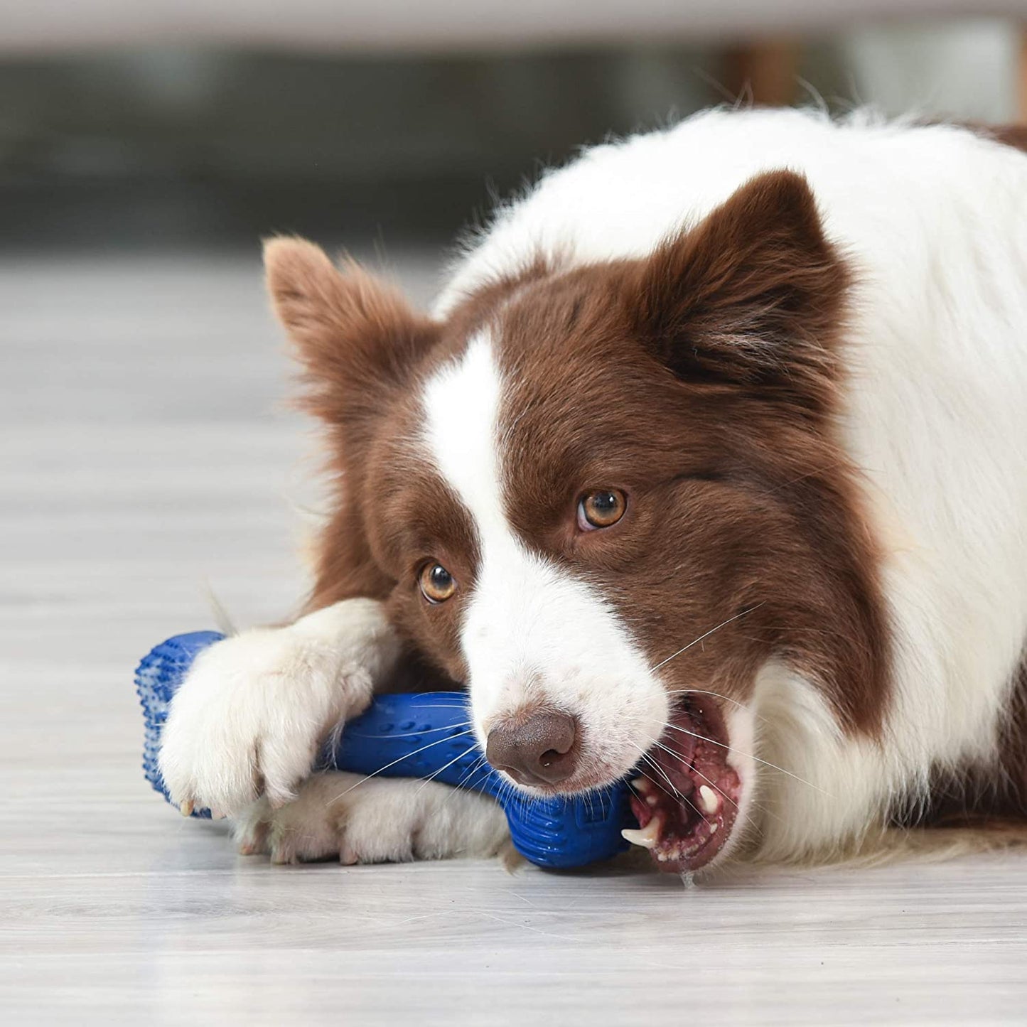  Dog Dental Toy for Small Dogs to Clean Teeth and Combat Bad Breath 