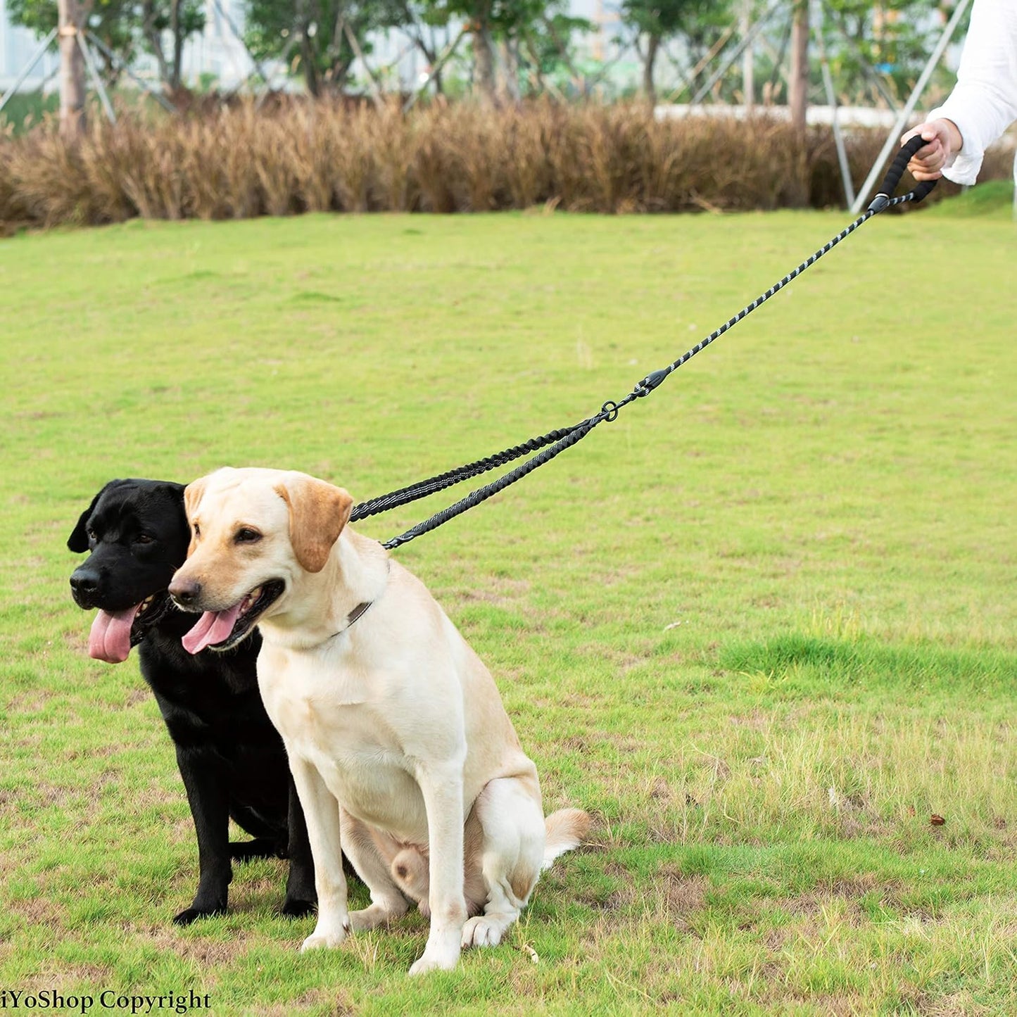 Shock Absorbing Bungee for Two Dogs (Large, 25-150 Lbs, Black)