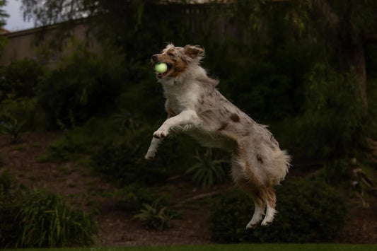 Max Glow Ball Rubber Fetch Dog Toy, Medium 2.5" for Dogs 20-60 Lb, White, Pack of 1