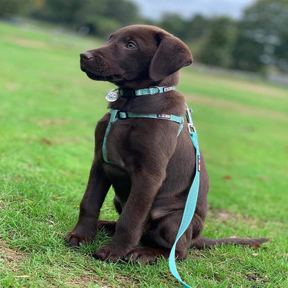  Reflective Dog Leash for the puppy puppies and the little dogs breeds
