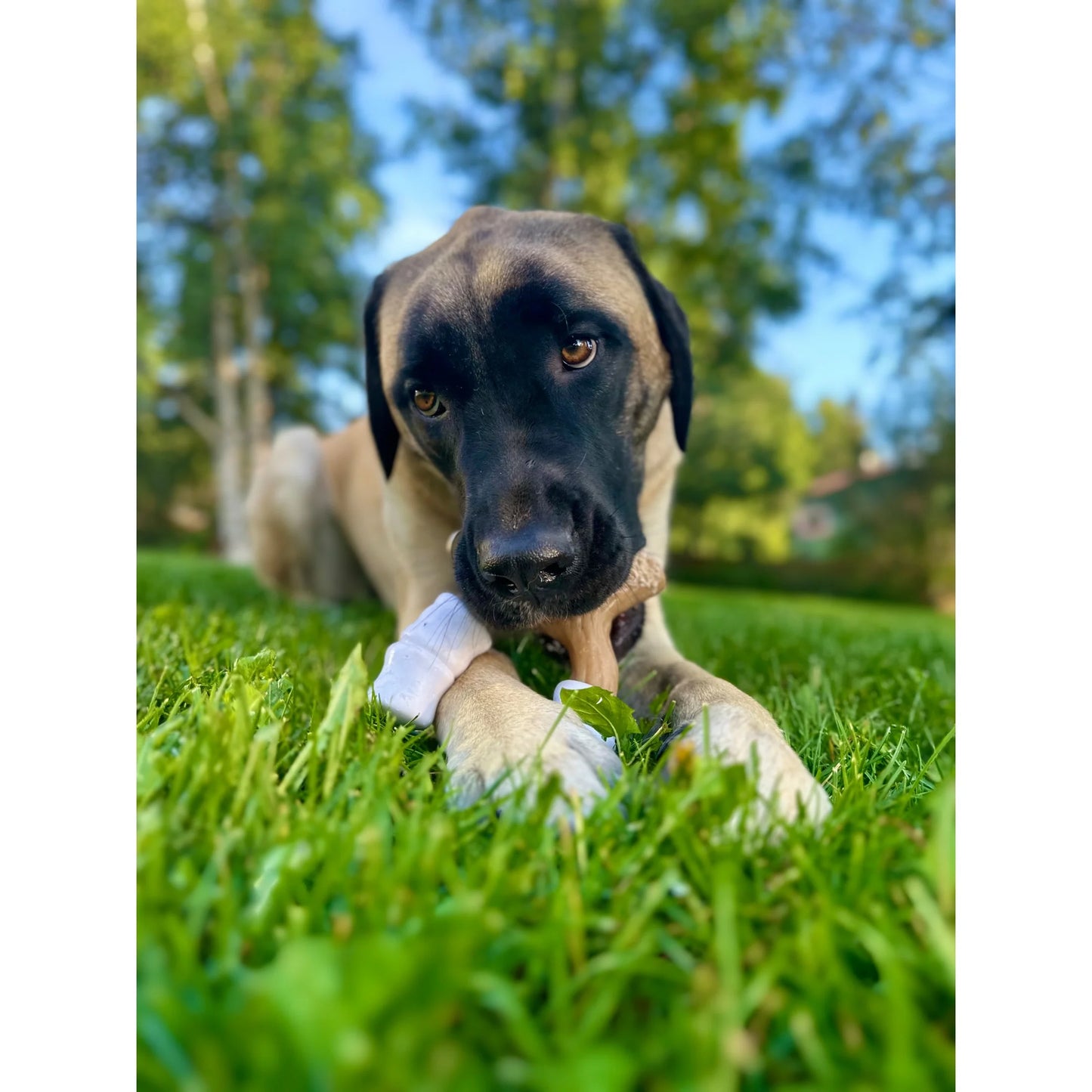 Strong Chew Marshmallow Stick Dog Chew Toy Marshmallow & Peanut Butter Large (1 Count)