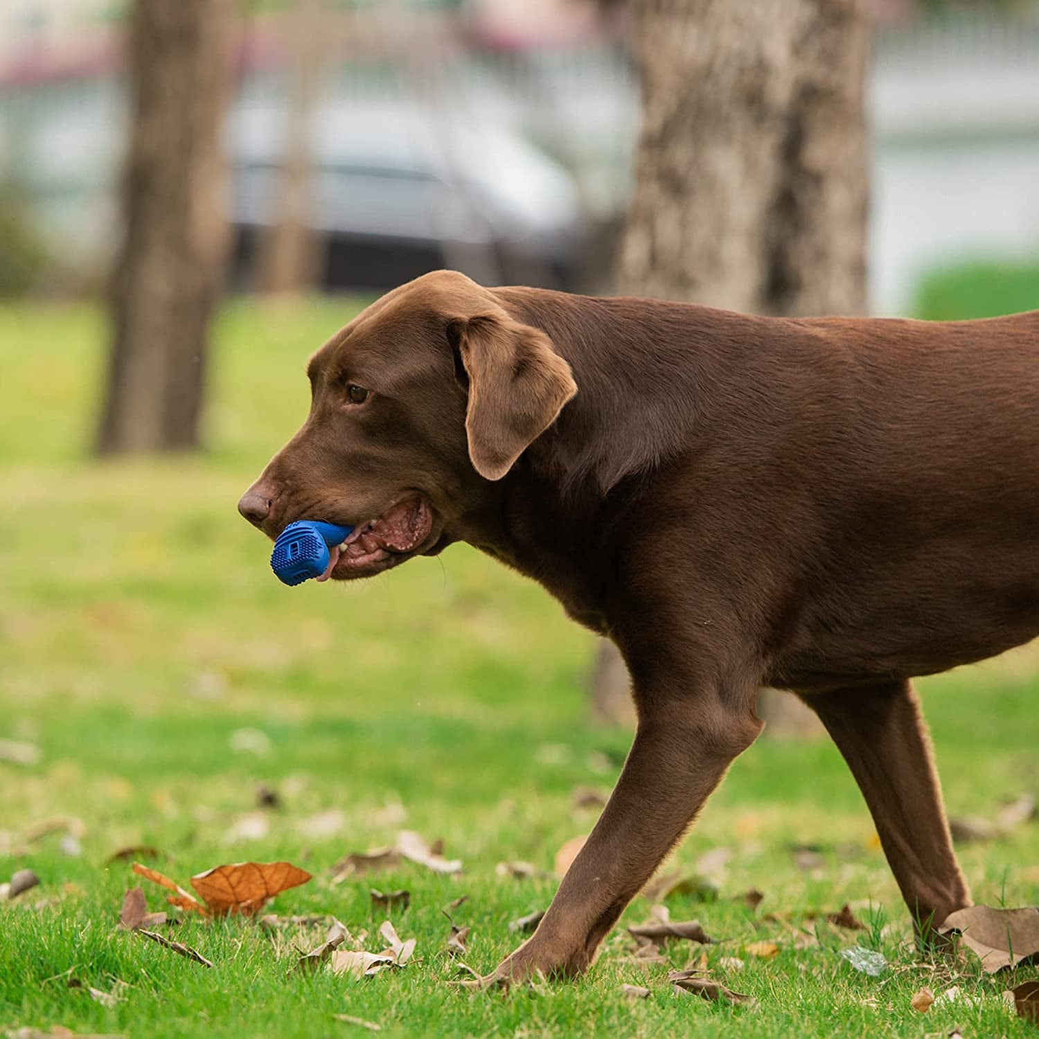  Dog Dental Toy for Small Dogs to Clean Teeth and Combat Bad Breath 
