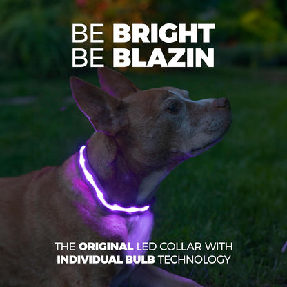 Light up Dog Collar - the Original LED Dog Collar - USB Rechargeable - Waterproof