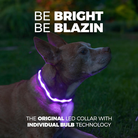 Light up Dog Collar - the Original LED Dog Collar - USB Rechargeable - Waterproof